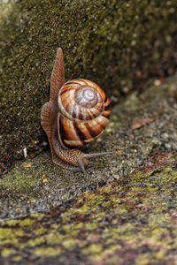 Close-up of snail on ground