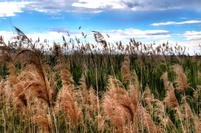 View of stalks in field against cloudy sky