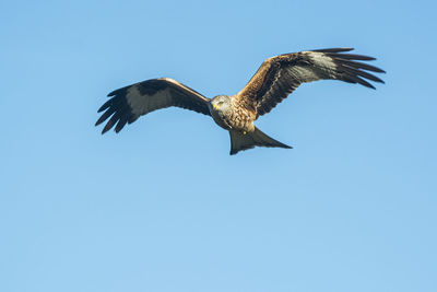 Low angle view of eagle flying against clear blue sky