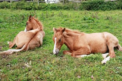 Horses in a field