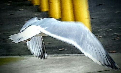 Bird flying over white background