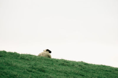 Bird perching on field against clear sky