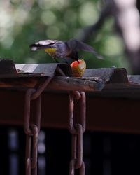 Close-up of bird perching on branch