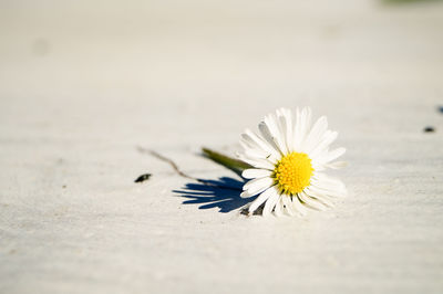 Close-up of white flowers