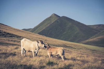 A cow and her calf in front of puy de la tache in auvergne