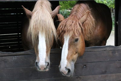Horse in stable