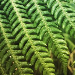 Full frame shot of green leaves