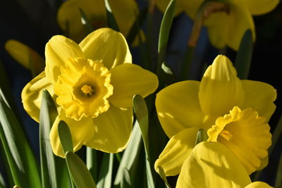 Close-up of yellow daffodil flowers