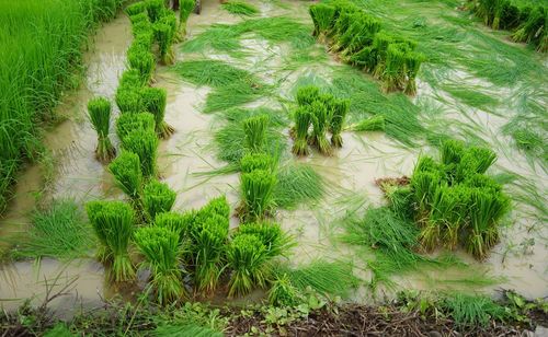 High angle view of corn field