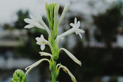 Close-up of white flower blooming outdoors