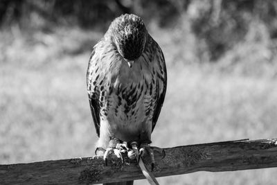 Close-up of bird perching on wooden post