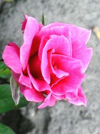 Close-up of pink rose blooming outdoors