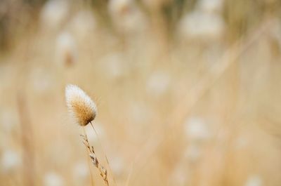 Close-up of flowering plant on field