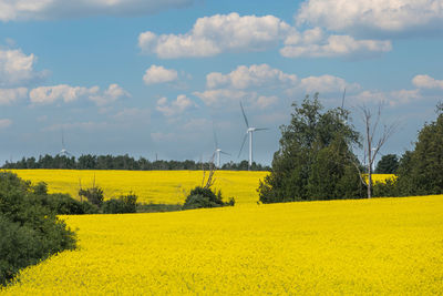 Scenic view of field against sky