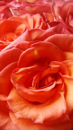 Full frame shot of fresh red rose