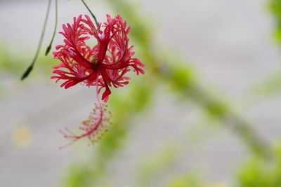 Close-up of red flower