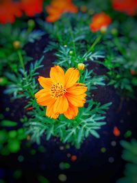 Close-up of yellow flower blooming outdoors