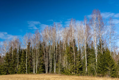 Panoramic shot of trees on field against sky