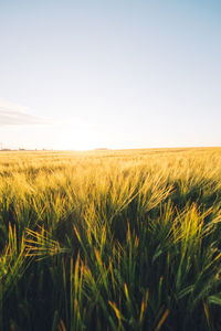 Wheat field against clear sky