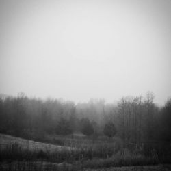 Trees in foggy weather