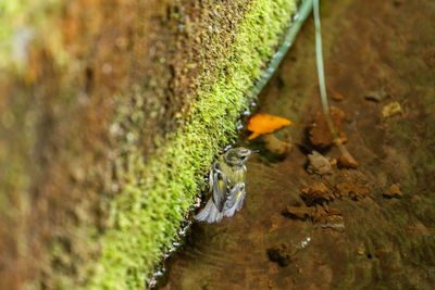 Close-up of bird