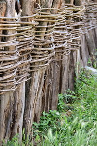 Close-up of tree trunk in forest