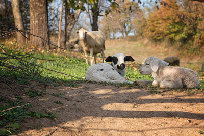 Sheep in a field