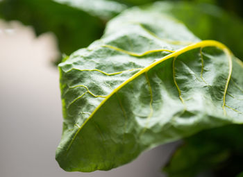 Close-up of fresh spinach