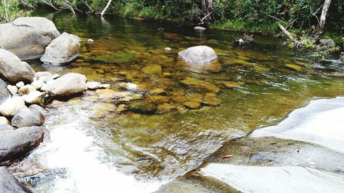 Scenic view of river amidst trees