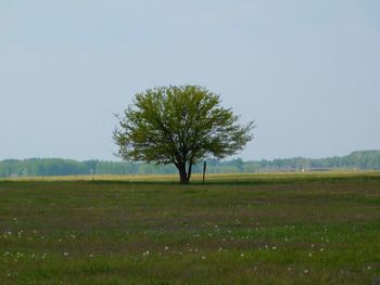 Scenic view of grassy field against sky