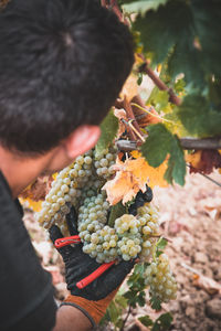 Harvest in tuscany 