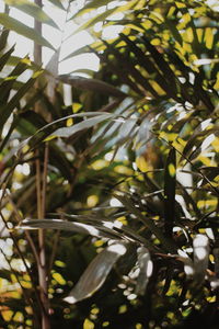 Close-up of fresh green plant