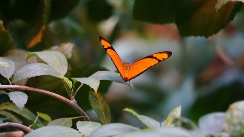 Close-up of butterfly pollinating on flower