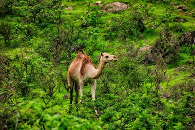 Sheep standing in a forest