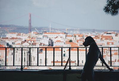 Rear view of dog standing by railing against townscape