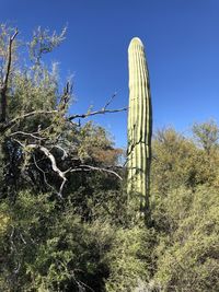 Low angle view of cactus plant against clear sky