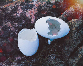 High angle view of broken egg on rock