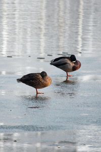 Ducks on lake