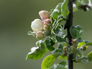 Close-up of purple flowering plant