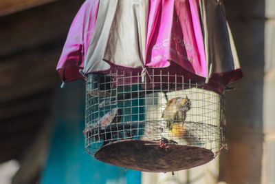 Close-up of bird in cage