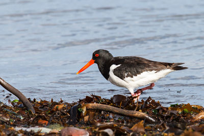 Close-up of bird perching on the beach