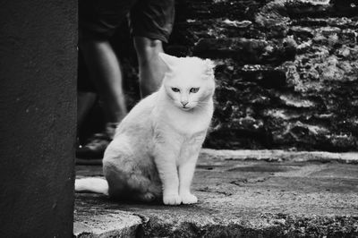 Portrait of cat sitting on floor