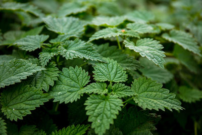 Close-up of green leaves