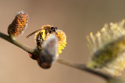 Close-up of bee pollinating on flower