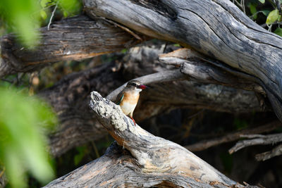 Close-up of bird perching on tree trunk