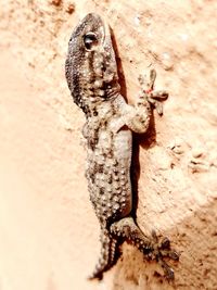 Close-up of lizard on tree