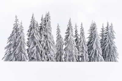 Close-up of stalks against clear sky during winter