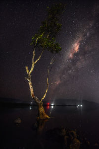 View of tree against sky at night