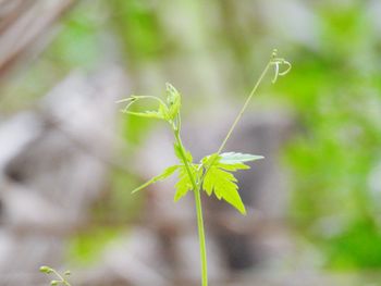 Close-up of green leaves