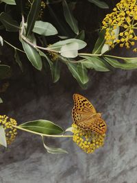 Butterfly on yellow flower